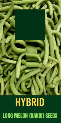 Qualtivate HYB-5A Hybrid Cucumber Kakri - Long Melon Seed(200 per packet)