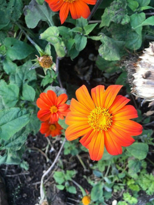 madrid Tithonia Red Flower Seed(100 per packet)