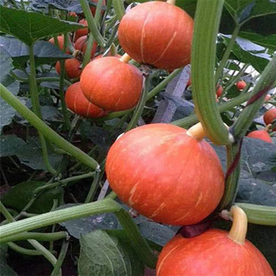 CYBEXIS Heirloom F1 Hybrid Pumpkin Seeds400 Seeds Seed(400 per packet)