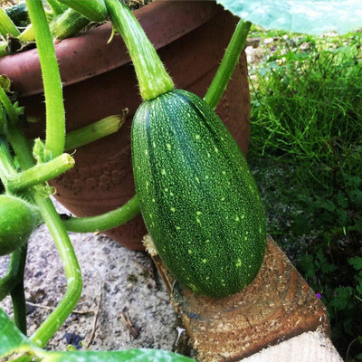 Qualtivate HUA-3A Long Green Pumpkin F1 Hybrid Seeds Seed(50 per packet)