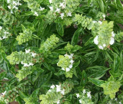Qualtivate KGF -67 Sweet Basil Genovese Seed(2000 per packet)