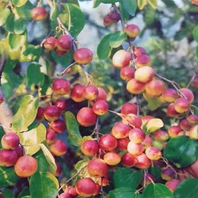 Aywal Apple Hybrid Fruit Seed(11 per packet)