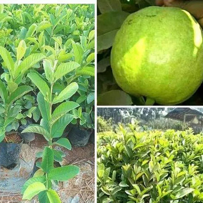 SREE guava seed, hybrid guava seed, total 120+ Seed(55 per packet)