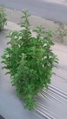 KNESSiN Oregano Origanum vulgare, easy to grow herb-100 x-{800 Seeds} Seed(800 per packet)