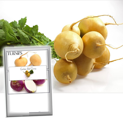 Quentova Golden Ball Turnip 10g Seed(2000 per packet)