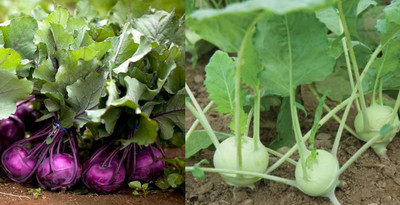 R-DRoz Combo of Knol Khol Green & Purple Hybrid Seeds Seed(2 per packet)