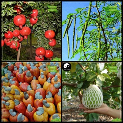 KNESSiN Pomagranate Dwarf, Drumstick, Cashew, Giant Guava Tree Fruit-{200 Seeds} Seed(200 per packet)