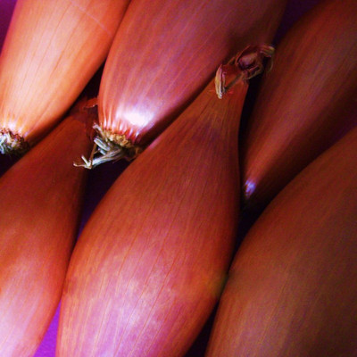 KNESSiN Imported Mini Onion Shallot[600 Seeds] Seed(600 per packet)