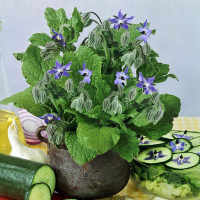 CYBEXIS NDIR-85 - Blue Borage - (1350 Seeds) Seed(1350 per packet)