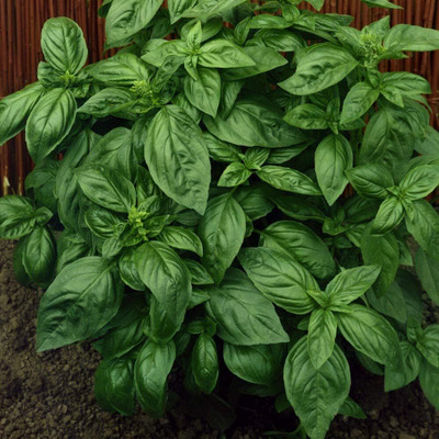 Qualtivate LXI-15 Sweet Basil Genovese Ocimum Basilicum Seed(1000 per packet)
