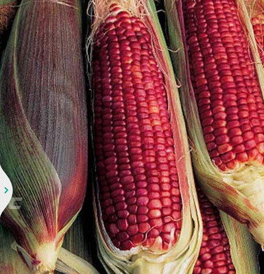 BDSresolve red corn seeds/Corn seed 21 Seed(21 per packet)