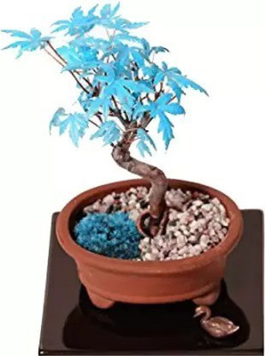 MAA Maple Seed(13 per packet)