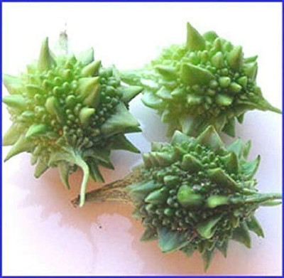 UGRA Indian Baby Bitter Melon Seed(150 per packet)