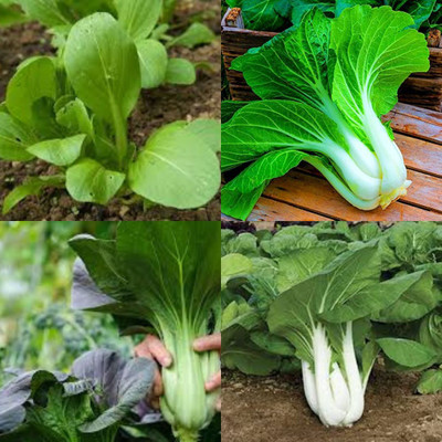 sbains Dwarf Pak Choi Seeds no of seeds 32 Seed(32 per packet)