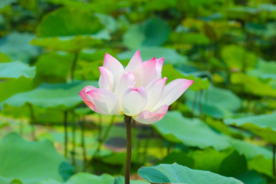 Nema lotus,kamal seeds Seed(13 per packet)