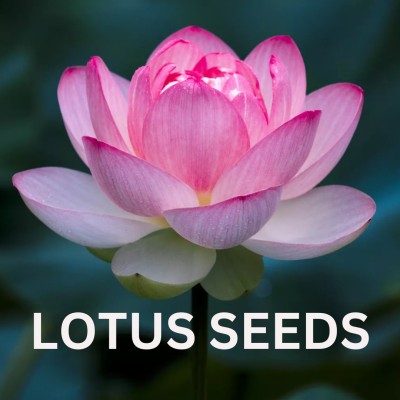 Nio Lotus Seeds, Natural Lotus seeds Seed(100 g)