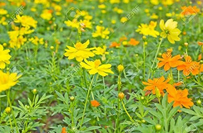 Aywal Cosmos Seed(40 per packet)