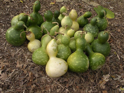CYBEXIS GUA-49 - Birdhouse Gourd for Planting - (300 Seeds) Seed(300 per packet)