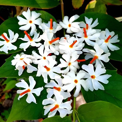 MOONQULTY shiuli flower-Jasmine Plant 20 Seed(20 per packet)