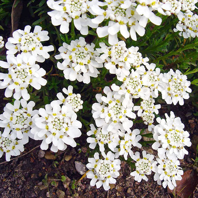 Aywal Candytuft Sempervirens 'Iceberg Superior' Seed(100 per packet)