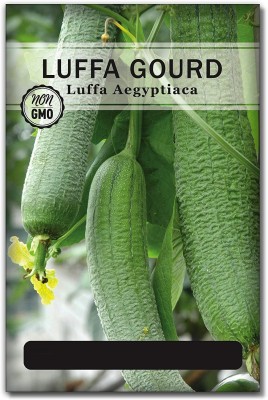 Biosnyg VIQ-36 Luffa Sponge Gourd Seed-[100 Seeds] Seed(100 per packet)