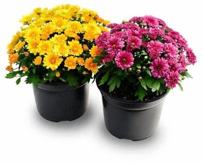 Qualtivate XLL-345 Shevanti / Chrysanthemum / Guldavari Seeds Seed(25 per packet)