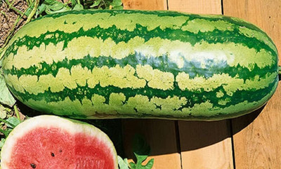 Qualtivate PUA-7A Garrisonian Watermelon | Non-GMO Seed(100 per packet)