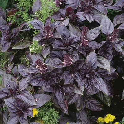 Qualtivate VVI-72 Red Rubin Purple Basil Seed(2000 per packet)