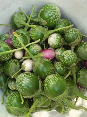 Aywal Brinjal Seed(15 per packet)