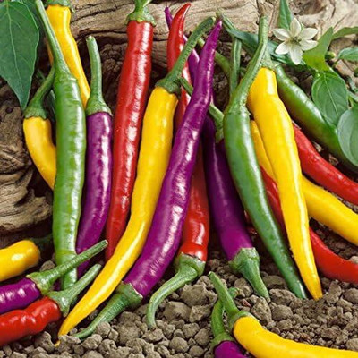Qualtivate PUA-7A Cayenne Blend Organic Chilli Seed(300 per packet)