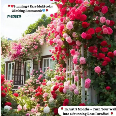 phizller Flower Seed(50 per packet)