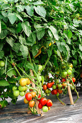 AA ENTERPRISES tomato Seed(110 per packet)