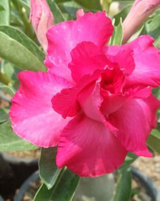 Qualtivate LX-323 Adenium Desert Roses Triple-Sweat of rose Seed(30 per packet)