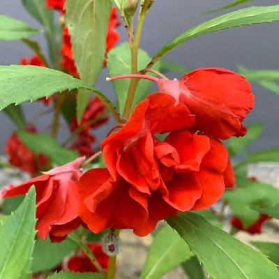 Aywal Balsam Multicolor Flower Seed(70 per packet)