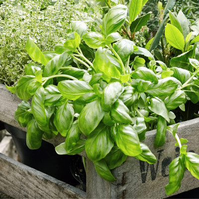 CYBEXIS PUAS-43 - Genovese Sweet Large Leaf Basil - (4500 Seeds) Seed(4500 per packet)