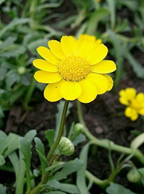 Lorvox Chrysanthamum Mix/Chamanti Seed(105 per packet)