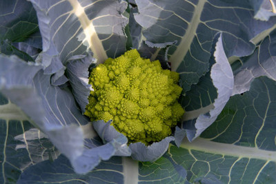 Cinelli white cauliflower,gobhee seeds Seed(16 per packet)