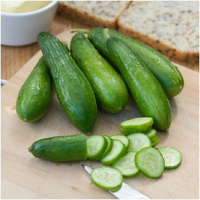 KNESSiN CUCUMBER DELISTAR Seed(200 per packet)
