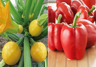KNESSiN Zucchini Round Yellow and Capsicum Red Seeds Seed(50 per packet)