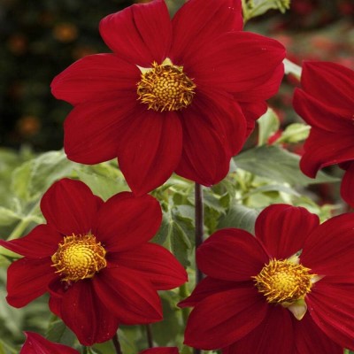 Qualtivate ATS-319 Dahlia Mignon Red Seeds Seed(50 per packet)