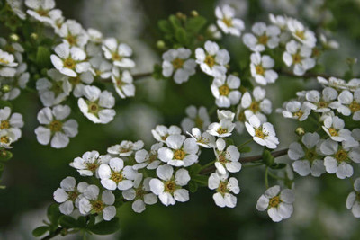 seedex gypsophila flower Seed(50 per packet)
