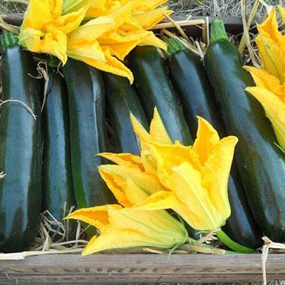 CYBEXIS High Yield Darko Zucchini Seeds400 Seeds Seed(400 per packet)