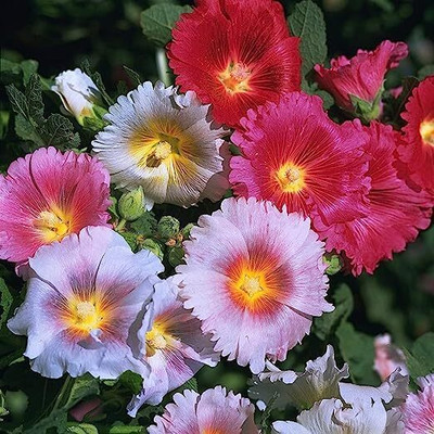 Lorvox Multicolour Hollyhock Seeds For Gardening Seed(8 per packet)