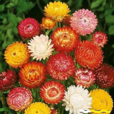 Lorvox Calendula- Dwarf Dbl Mixed Flower Seeds For Rainy Season Seed(104 per packet)