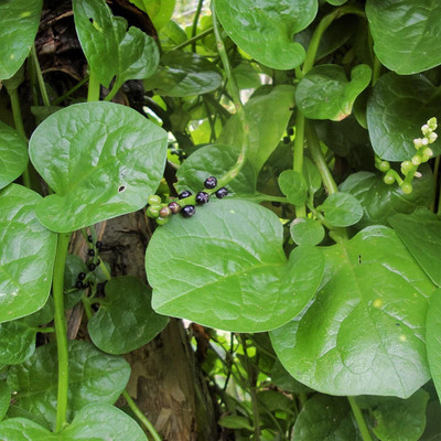 VibeX NDIR-85 - Giant Malabar Spinach - (750 Seeds) Seed(750 per packet)