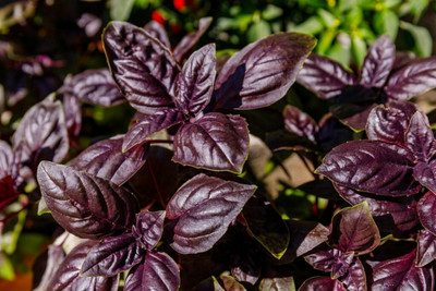 XOLDA Hybrid Basil Purple Seed(60 per packet)