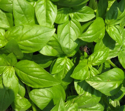 Quentova Organic Sweet Basil Large leaved Italian type Herb-RXI Seed(300 per packet)