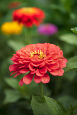 BHUSAN Zinnia Dahlia Flower Seeds for Gardening Seed(500 per packet)