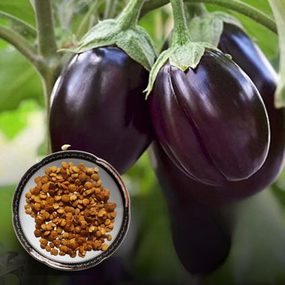 LPR brinjal Seed(200 per packet)