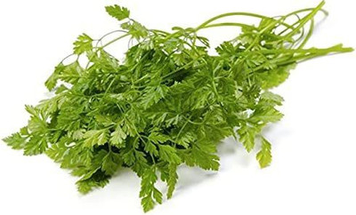 CYBEXIS XL-97 - Chervil French Parsley - (750 Seeds) Seed(750 per packet)